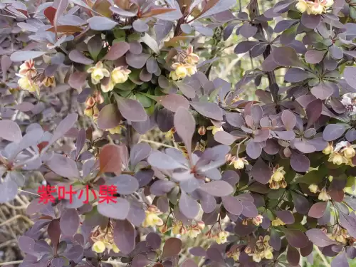 野小叶植物大战僵尸2合集　小蛙和大嘴的植物大战僵尸二视频-第39张