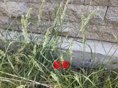 野小叶植物大战僵尸2合集　小蛙和大嘴的植物大战僵尸二视频-第42张
