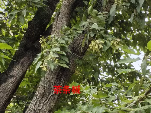 野小叶植物大战僵尸2合集　小蛙和大嘴的植物大战僵尸二视频-第45张