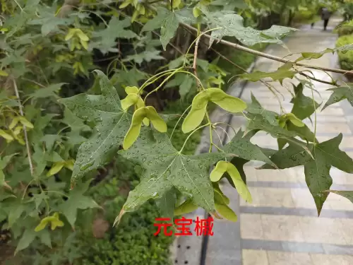野小叶植物大战僵尸2合集　小蛙和大嘴的植物大战僵尸二视频-第46张
