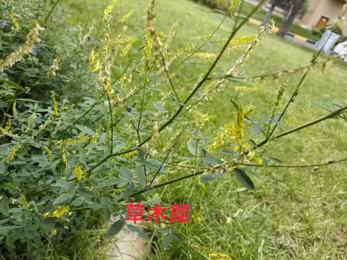 野小叶植物大战僵尸2合集　小蛙和大嘴的植物大战僵尸二视频-第48张