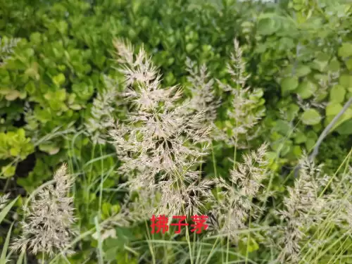 野小叶植物大战僵尸2合集　小蛙和大嘴的植物大战僵尸二视频-第49张