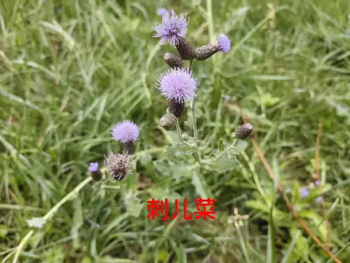 野小叶植物大战僵尸2合集　小蛙和大嘴的植物大战僵尸二视频-第50张