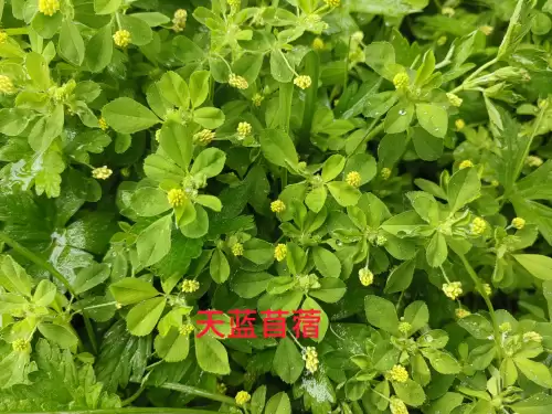 野小叶植物大战僵尸2合集　小蛙和大嘴的植物大战僵尸二视频-第51张