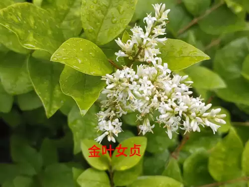 野小叶植物大战僵尸2合集　小蛙和大嘴的植物大战僵尸二视频-第52张