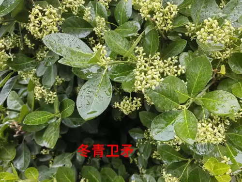 野小叶植物大战僵尸2合集　小蛙和大嘴的植物大战僵尸二视频-第53张