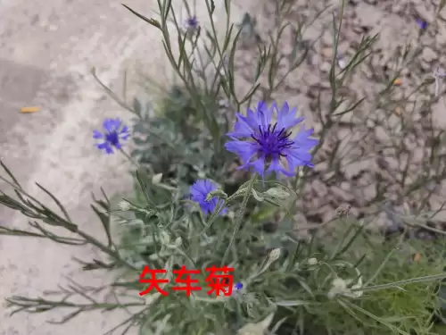 野小叶植物大战僵尸2合集　小蛙和大嘴的植物大战僵尸二视频-第55张