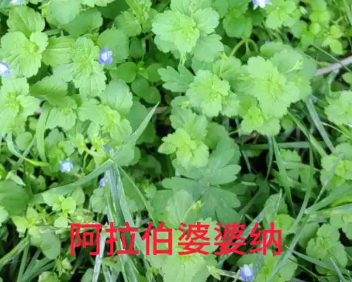 野小叶植物大战僵尸2合集　小蛙和大嘴的植物大战僵尸二视频-第57张