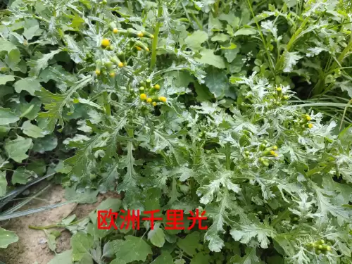 野小叶植物大战僵尸2合集　小蛙和大嘴的植物大战僵尸二视频-第58张