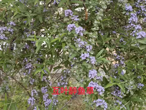 野小叶植物大战僵尸2合集　小蛙和大嘴的植物大战僵尸二视频-第59张