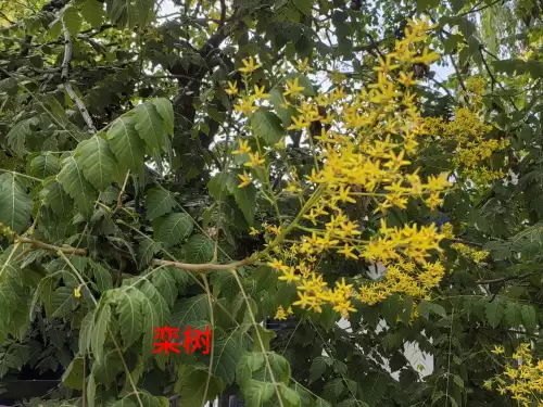 野小叶植物大战僵尸2合集　小蛙和大嘴的植物大战僵尸二视频-第60张