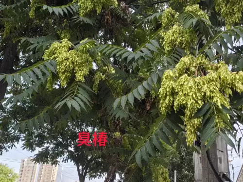 野小叶植物大战僵尸2合集　小蛙和大嘴的植物大战僵尸二视频-第61张