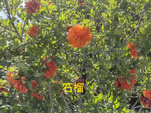 野小叶植物大战僵尸2合集　小蛙和大嘴的植物大战僵尸二视频-第62张