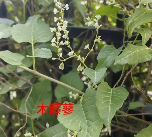 野小叶植物大战僵尸2合集　小蛙和大嘴的植物大战僵尸二视频-第64张
