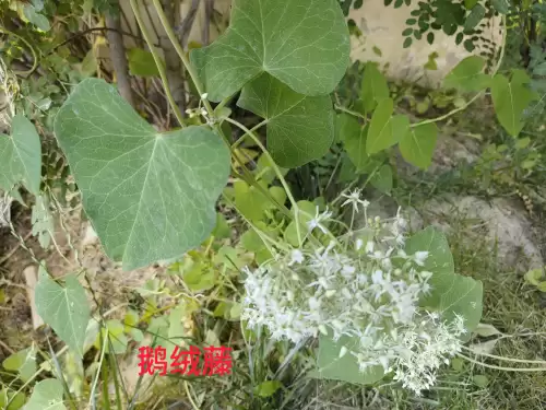 野小叶植物大战僵尸2合集　小蛙和大嘴的植物大战僵尸二视频-第65张