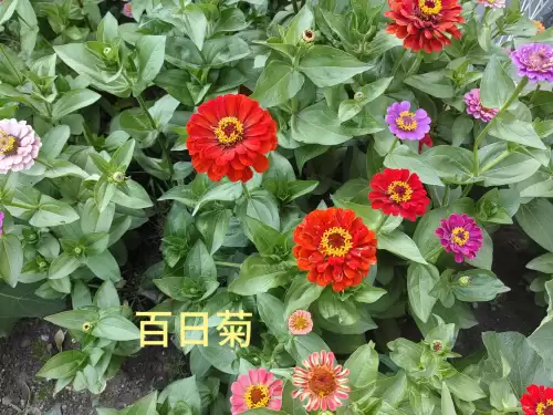 野小叶植物大战僵尸2合集　小蛙和大嘴的植物大战僵尸二视频-第66张