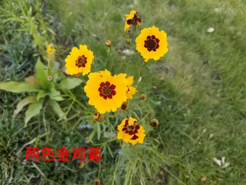 野小叶植物大战僵尸2合集　小蛙和大嘴的植物大战僵尸二视频-第67张