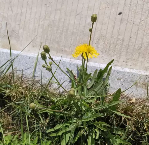 野小叶植物大战僵尸2合集　小蛙和大嘴的植物大战僵尸二视频-第69张