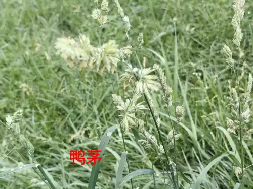 野小叶植物大战僵尸2合集　小蛙和大嘴的植物大战僵尸二视频-第70张