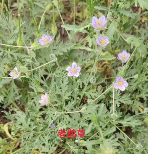 野小叶植物大战僵尸2合集　小蛙和大嘴的植物大战僵尸二视频-第71张