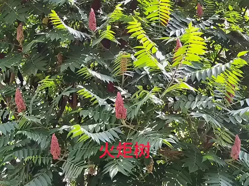 野小叶植物大战僵尸2合集　小蛙和大嘴的植物大战僵尸二视频-第72张