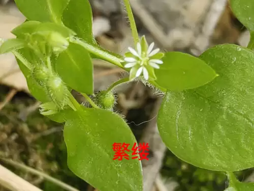 野小叶植物大战僵尸2合集　小蛙和大嘴的植物大战僵尸二视频-第73张