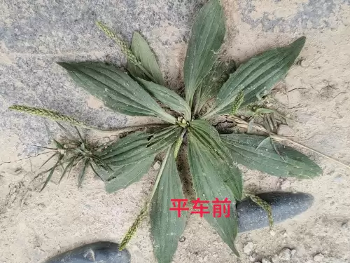 野小叶植物大战僵尸2合集　小蛙和大嘴的植物大战僵尸二视频-第74张