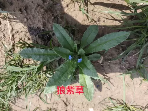 野小叶植物大战僵尸2合集　小蛙和大嘴的植物大战僵尸二视频-第76张