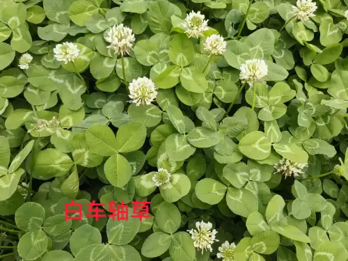 野小叶植物大战僵尸2合集　小蛙和大嘴的植物大战僵尸二视频-第77张