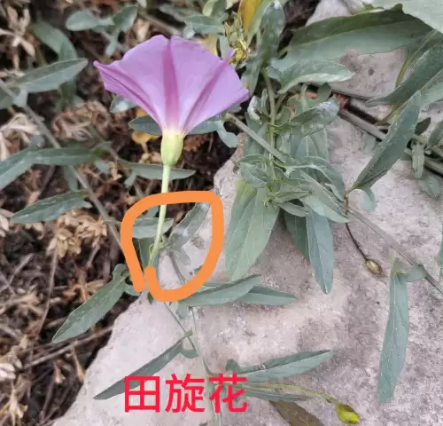野小叶植物大战僵尸2合集　小蛙和大嘴的植物大战僵尸二视频-第78张