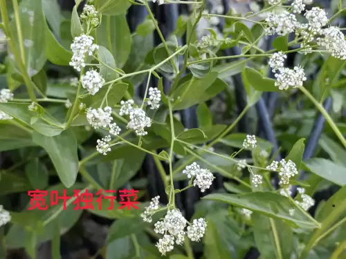 野小叶植物大战僵尸2合集　小蛙和大嘴的植物大战僵尸二视频-第80张