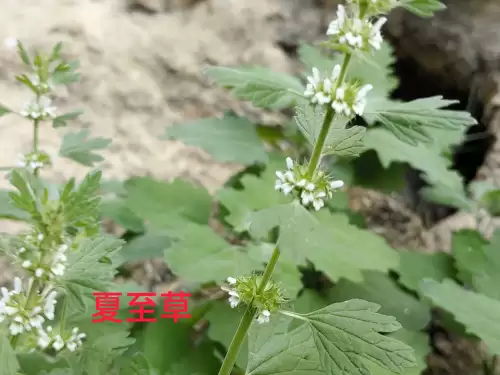 野小叶植物大战僵尸2合集　小蛙和大嘴的植物大战僵尸二视频-第81张