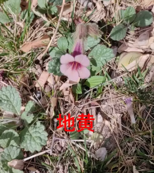 野小叶植物大战僵尸2合集　小蛙和大嘴的植物大战僵尸二视频-第86张