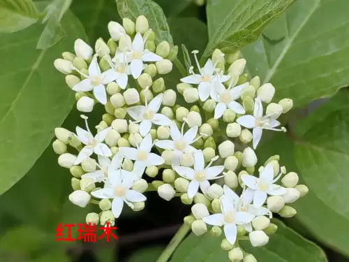 野小叶植物大战僵尸2合集　小蛙和大嘴的植物大战僵尸二视频-第88张