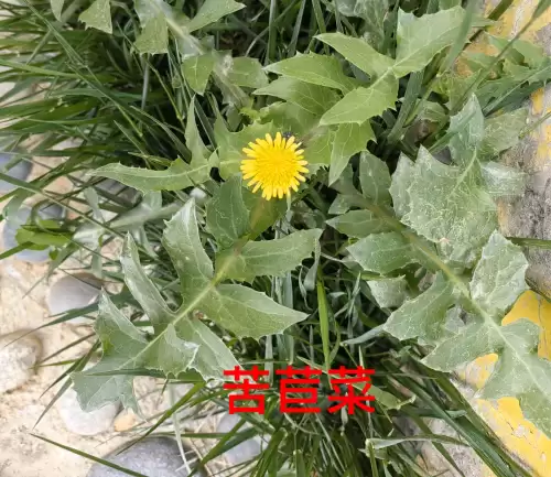 野小叶植物大战僵尸2合集　小蛙和大嘴的植物大战僵尸二视频-第89张