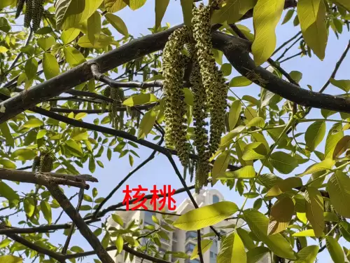 野小叶植物大战僵尸2合集　小蛙和大嘴的植物大战僵尸二视频-第90张