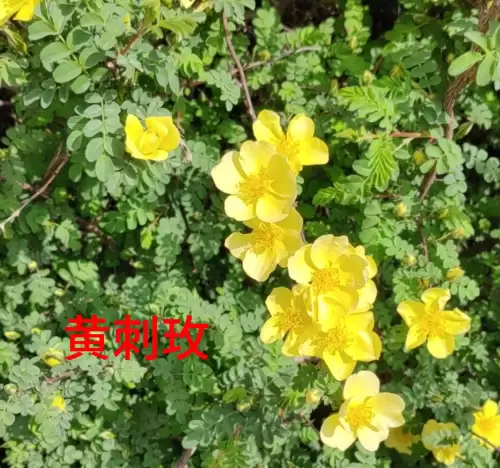 野小叶植物大战僵尸2合集　小蛙和大嘴的植物大战僵尸二视频-第91张