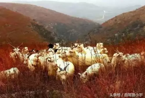 真封神山寨谷怎么去　真封神野外BOSS分布图-第1张